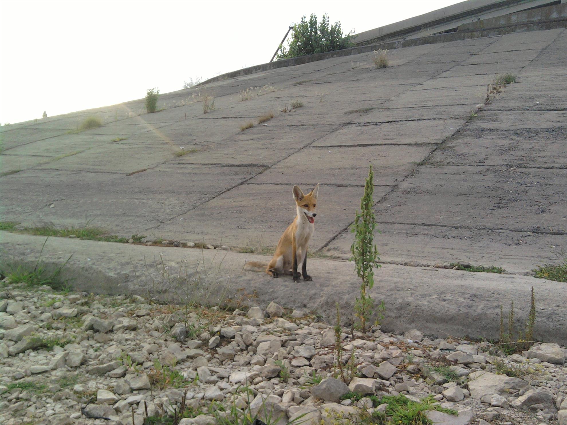 Dunare Harsova - fotografie301.jpg